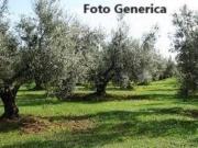 Terreno agricolo in vendita a Buti 15000 mq Rif: 1328597