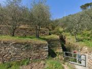 Terreno agricolo in Vendita a Buti