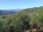 Terreno agricolo in Vendita a Calci