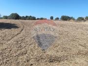 Terreno agricolo in vendita a Caltagirone