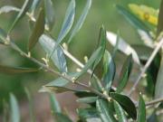 Terreno agricolo in vendita a Camaiore