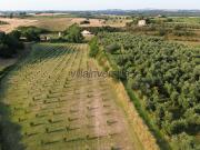 Terreno Agricolo in vendita a Canino