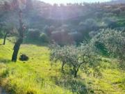 Terreno agricolo in vendita a Carmignano 13500 mq Rif:...
