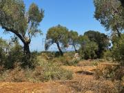 Terreno agricolo in vendita a Carovigno