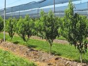 Terreno agricolo in vendita a Carpi