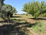 Terreno agricolo in vendita a Carpino