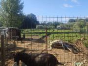 Terreno agricolo in vendita a Casciana Terme Lari