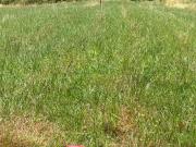 Terreno agricolo in vendita a Casciana Terme Lari