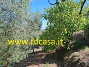 Terreno agricolo in vendita a Casciana Terme Lari