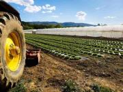 Terreno agricolo in vendita a Cascina 20000 mq Rif: 1351067