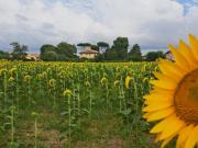 Terreno agricolo in vendita a Cascina