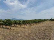 Terreno agricolo in vendita a Castagneto Carducci