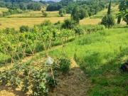 Terreno agricolo in vendita a Castelfiorentino 9860 mq...