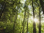Terreno agricolo in Vendita a Castelfranco di Sotto
