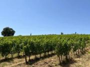 Terreno agricolo in vendita a Castelnuovo Berardenga...