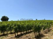 Terreno agricolo in Vendita a Castelnuovo Berardenga
