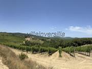 Terreno agricolo in Vendita a Castelnuovo Berardenga