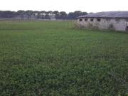 Terreno agricolo in vendita a Castiglione Del Lago