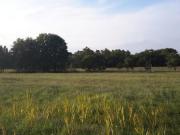 Terreno agricolo in vendita a Castiglione del Lago...