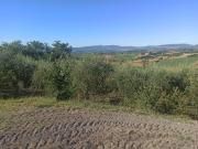 Terreno agricolo in Vendita a Castiglione del Lago