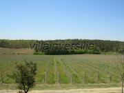 Terreno agricolo in Vendita a Castiglione del Lago