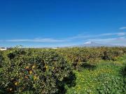 Terreno agricolo in vendita a Catania
