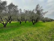 Terreno agricolo in vendita a Cecina 22000 mq Rif: 1096243