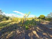 Terreno agricolo in Vendita a Cecina