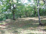 Terreno agricolo in Vendita a Cinigiano