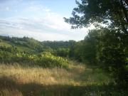 Terreno agricolo in Vendita a Colle di Val d'Elsa