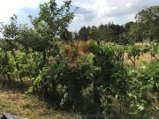 Terreno agricolo in Vendita a Colle di Val d'Elsa