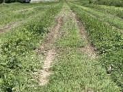 Terreno agricolo in Vendita a Comacchio