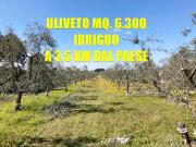 Terreno agricolo in Vendita a Corato