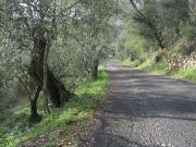Terreno agricolo in vendita a Diano Castello