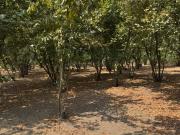 Terreno agricolo in vendita a Domicella