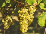 Terreno Agricolo in vendita a Dro