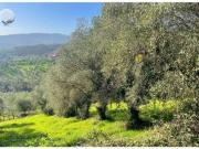 Terreno agricolo in vendita a Empoli