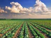 Terreno agricolo in Vendita a Fermo