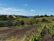 Terreno agricolo in Vendita a Filiano