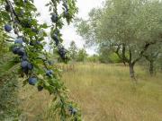 Terreno agricolo in vendita a Firenze
