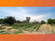 Terreno agricolo in vendita a Follonica