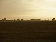 TERRENO AGRICOLO in VENDITA a FONTE