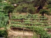 Terreno agricolo in vendita a Fontia Carrara 3000 mq...