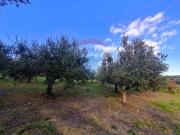 Terreno agricolo in vendita a Francavilla Al Mare