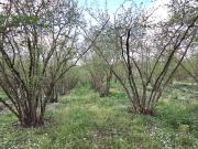 Terreno Agricolo in vendita a Gallese