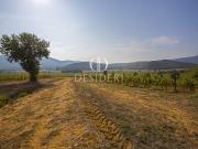 Terreno agricolo in Vendita a Gavorrano