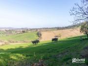 Terreno agricolo in vendita a Gradara