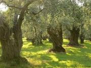 Terreno agricolo in vendita a Grosseto