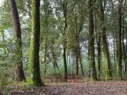 Terreno agricolo in vendita a Guardistallo