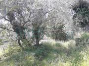 Terreno agricolo in vendita a Imperia